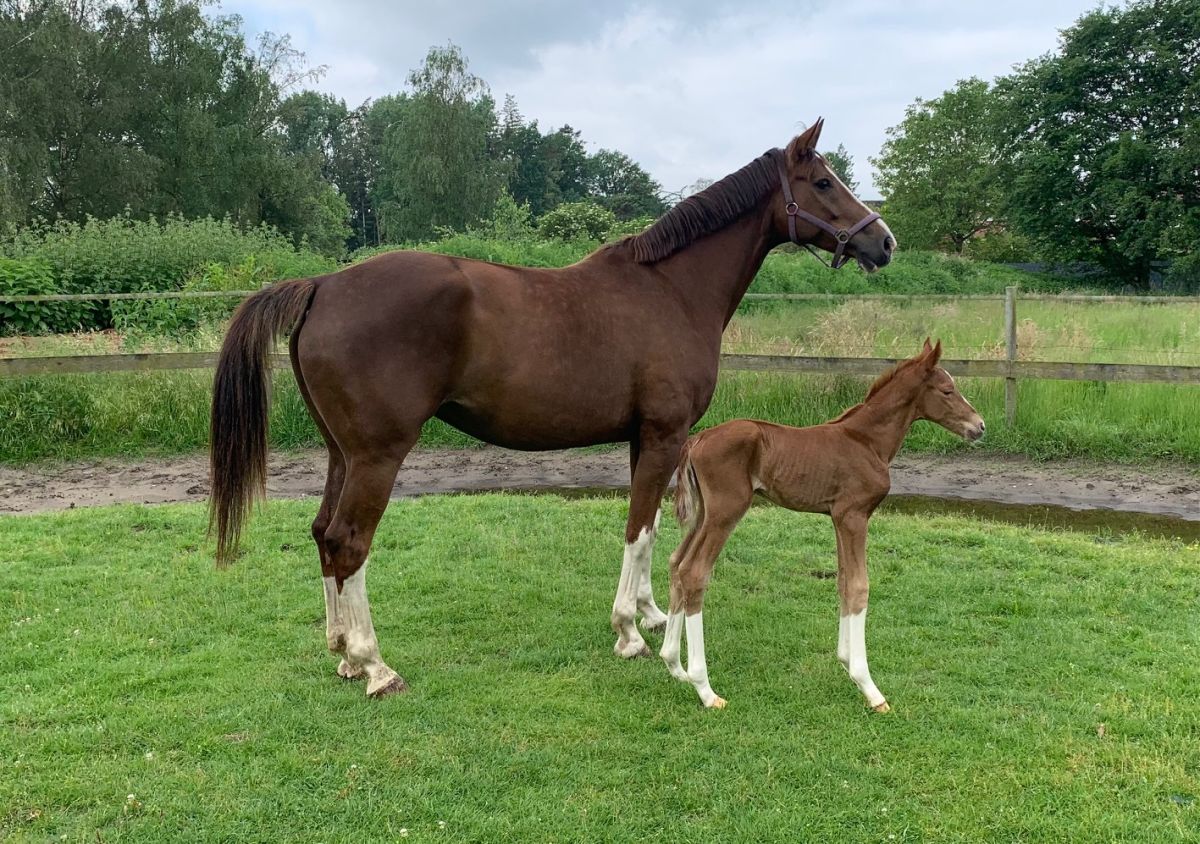 Am 22.05.2024 wurde ein Stutfohlen von Bon Esprit von unserer Bellabenicia von Benicio/Show Star/Argentinus geboren. Die 4 weißen Füße sind gelungen, wir hoffen, dass bald die Farbe Dunkelfuchs durchkommt.